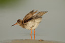 BUITEN BEELD Foto: 39110