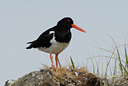 BUITEN BEELD Foto: 39117