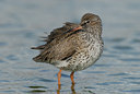 BUITEN BEELD Foto: 39119