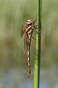 BUITEN BEELD Foto: 39172