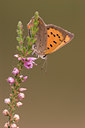 BUITEN BEELD Foto: 39195