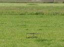 BUITEN BEELD Foto: 39203