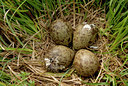 BUITEN BEELD Foto: 39222