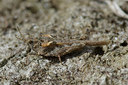 BUITEN BEELD Foto: 39335