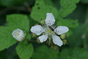 BUITEN BEELD Foto: 39337