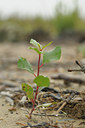BUITEN BEELD Foto: 39403