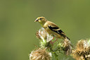 BUITEN BEELD Foto: 39510
