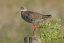 BUITEN BEELD Foto: 39538