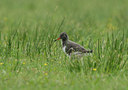 BUITEN BEELD Foto: 39559