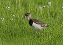 BUITEN BEELD Foto: 39563