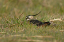 BUITEN BEELD Foto: 39565