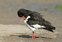 BUITEN BEELD Foto: 39570