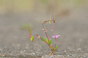 BUITEN BEELD Foto: 39603