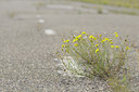 BUITEN BEELD Foto: 39605
