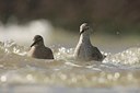 BUITEN BEELD Foto: 39632