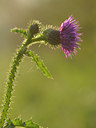 BUITEN BEELD Foto: 39704