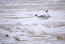 BUITEN BEELD Foto: 39894
