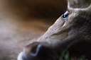 BUITEN BEELD Foto: 39895