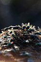 BUITEN BEELD Foto: 39900