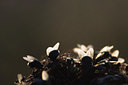 BUITEN BEELD Foto: 39902