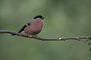 BUITEN BEELD Foto: 39944