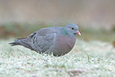 BUITEN BEELD Foto: 399520