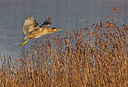 BUITEN BEELD Foto: 400901