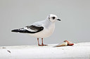 BUITEN BEELD Foto: 400903