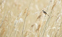 BUITEN BEELD Foto: 400960