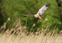 BUITEN BEELD Foto: 401161