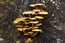 BUITEN BEELD Foto: 401549