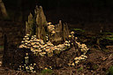 BUITEN BEELD Foto: 401622