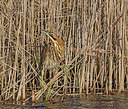 BUITEN BEELD Foto: 401652