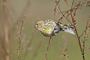BUITEN BEELD Foto: 401805