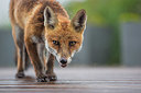 BUITEN BEELD Foto: 401833