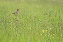 BUITEN BEELD Foto: 401981