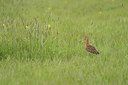 BUITEN BEELD Foto: 401982