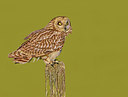 BUITEN BEELD Foto: 402394