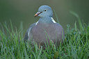 BUITEN BEELD Foto: 402410