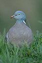 BUITEN BEELD Foto: 402418