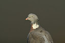 BUITEN BEELD Foto: 402448