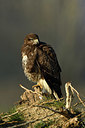 BUITEN BEELD Foto: 402458