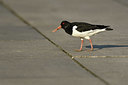 BUITEN BEELD Foto: 402460