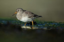 BUITEN BEELD Foto: 402721