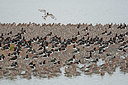 BUITEN BEELD Foto: 402807