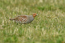 BUITEN BEELD Foto: 403128