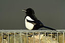BUITEN BEELD Foto: 403212