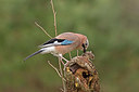 BUITEN BEELD Foto: 403236