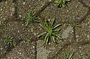 BUITEN BEELD Foto: 403244