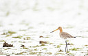 BUITEN BEELD Foto: 403503